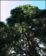 Trees
