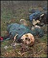 Thousands of Muslims were massacred