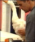 Stuffed goose