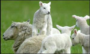 Sheep in field
