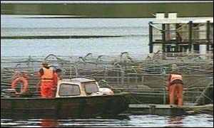 Fish farm