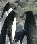 Some penguins