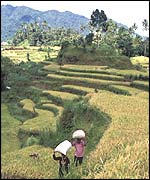 Bali