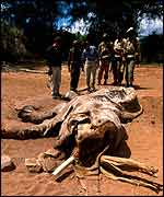 Dead elephant Ifaw