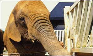 Elephant in UK zoo