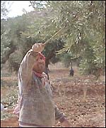 Palestinian olive grower near the town of Yanoun