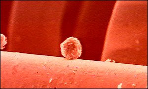Stem cells