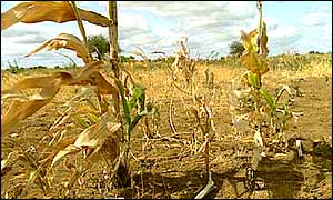 Failing crops