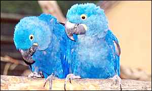 Brazilian macaws
