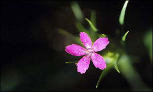 Deptford Pink