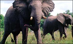 elephants