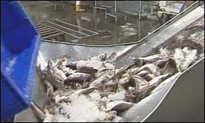 Fish processing