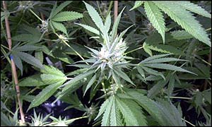 Cannabis
