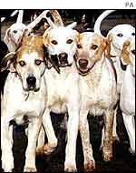 hunting hounds
