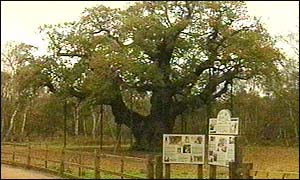 Major Oak in Sherwood Forest