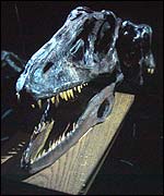 Dinosaur skull