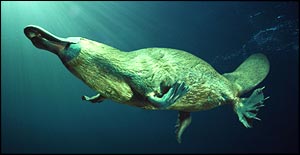 Platypus, BBC