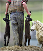 Farm lambs