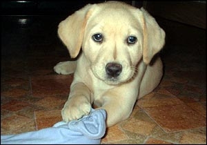 Bess dog, BBC