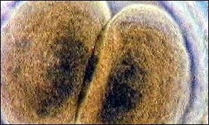 Dividing cells