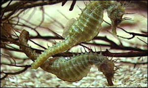 Seahorse