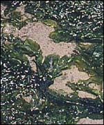 Green algae