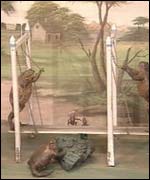 stuffed frogs