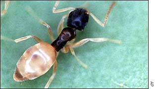 US ghost ant AP