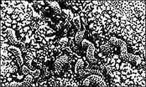 H pylori 