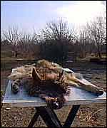 Wolf skin A Kirby