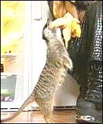 Meerkat