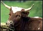 Cow (PA)