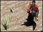 A Mozambican woman, stranded on a the trunk of a tree on the flooded banks of the Save river