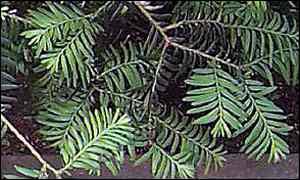 Yew