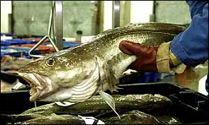 Cod in a market
