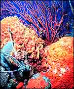 Reef scene Noaa