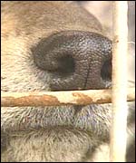 Sniffer dog