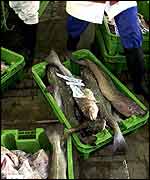 Cod in boxes on dock PA