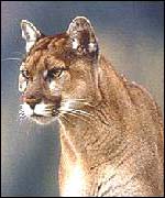 A puma