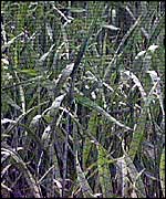 GM crops 