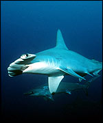 Scalloped hammerhead shark Philip Colla/OceanLight.com