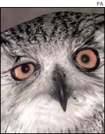 Owl