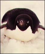 A penguin, BBC
