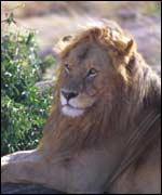 Lion 