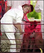Sheep were rounded up during the cull