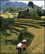 Bali's countryside 