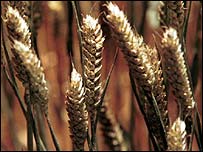 Crops