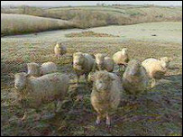 Sheep