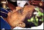 Sirimavo Bandaraike's body displayed at her funeral