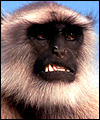 Scary monkey